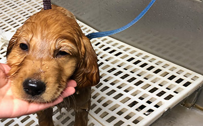 Puppy getting a bath