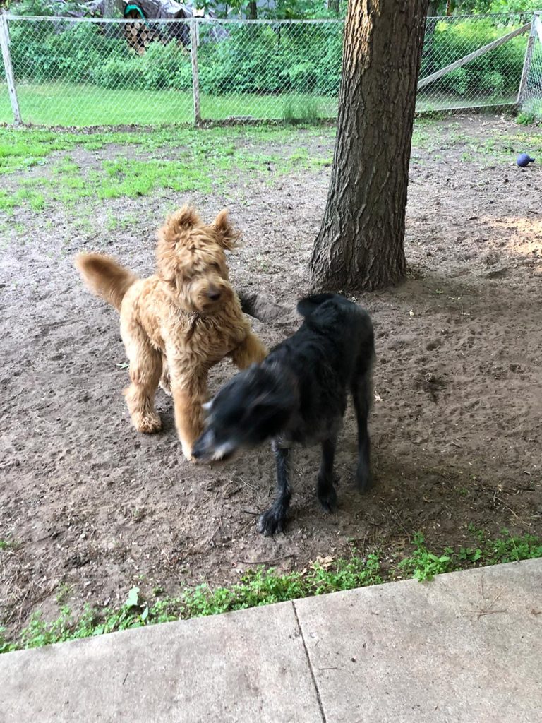 Dogs Playing in Yard